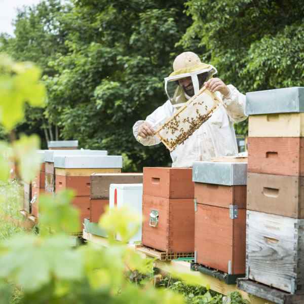 photographe reportage nature societe apiculture campagne recolte