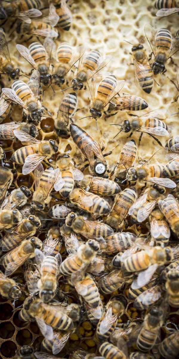 photographe reportage nature societe apiculture campagne reine