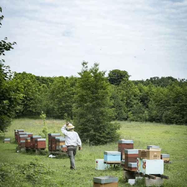 photographe reportage nature societe apiculture campagne rucher
