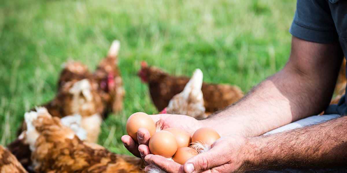 photographe reportage culinaire eleveur poules oeufs plein air