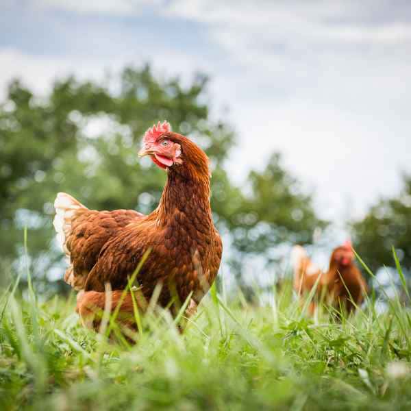 photographe reportage culinaire poule oeuf plein air