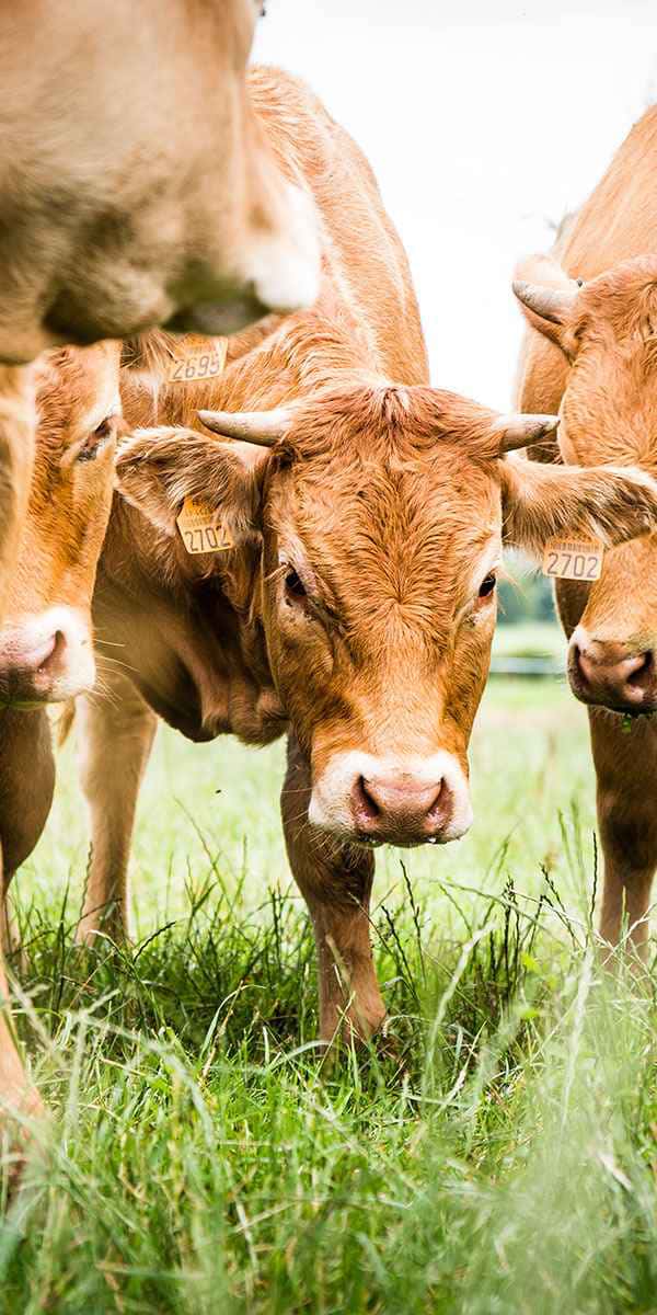 photographe reportage culinaire vache champs