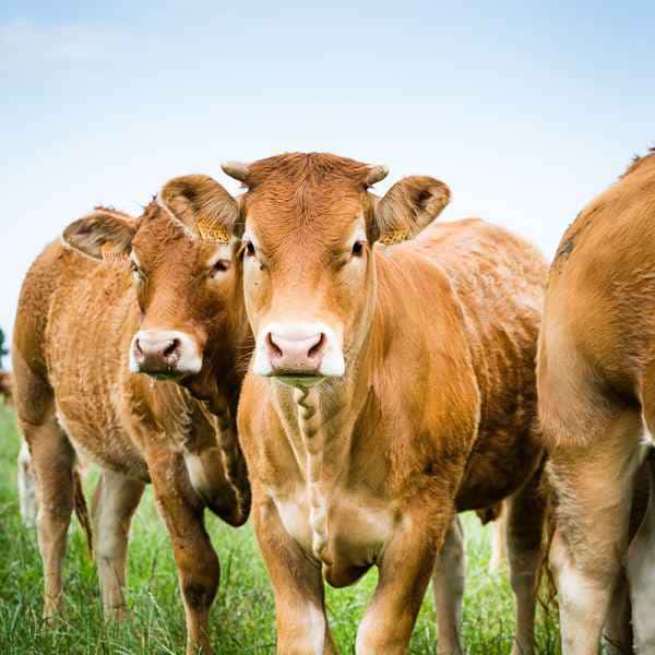 photographe reportage culinaire vaches champs bovin