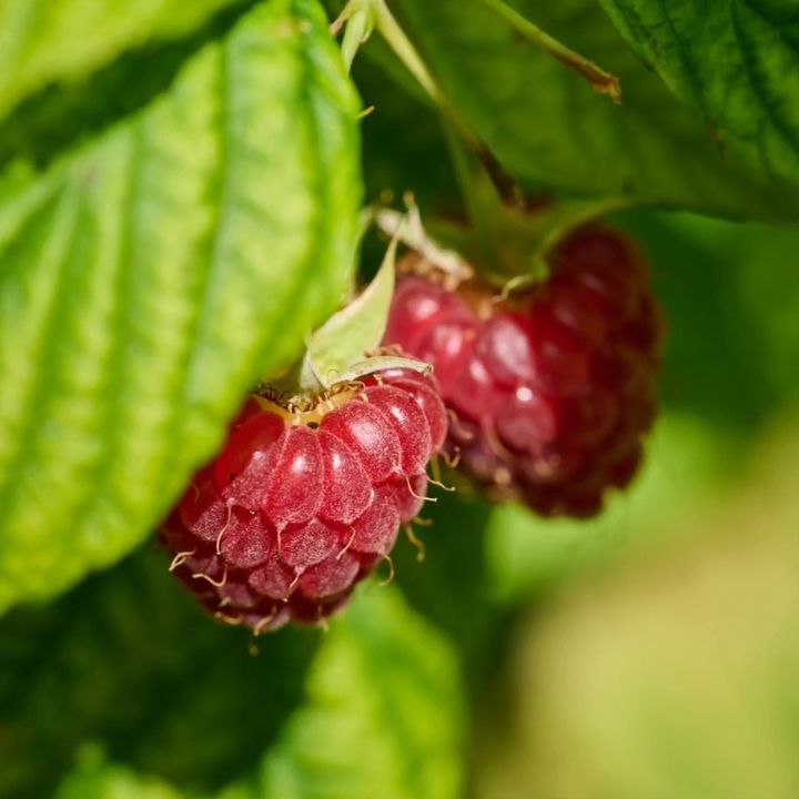 ✨ La saison des framboises est